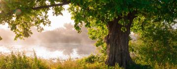 Symbiosis with Quercus Petraea: Review of Being an Oak – Life as a Tree by Laurent Tillon