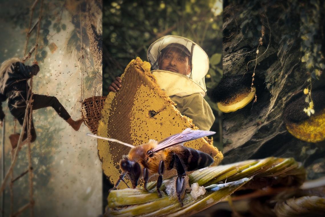 Honey Collection Professionals