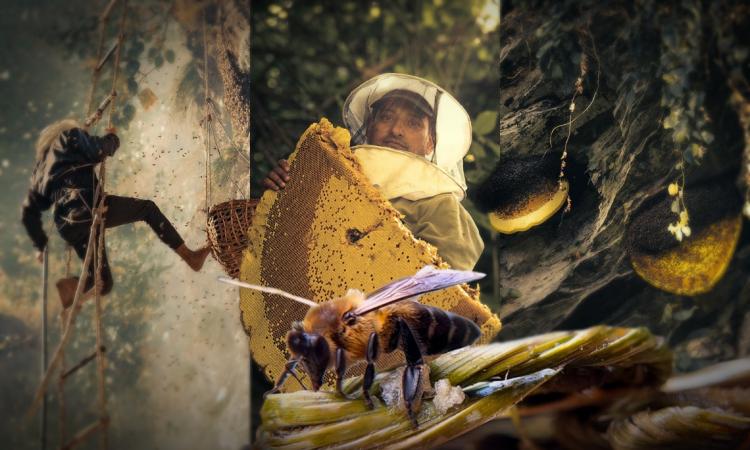 Beyond the Honey: Conservation Lessons Hidden in Nepal’s Honey-Hunting Tradition
