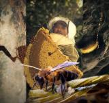 Beyond the Honey: Conservation Lessons Hidden in Nepal’s Honey-Hunting Tradition