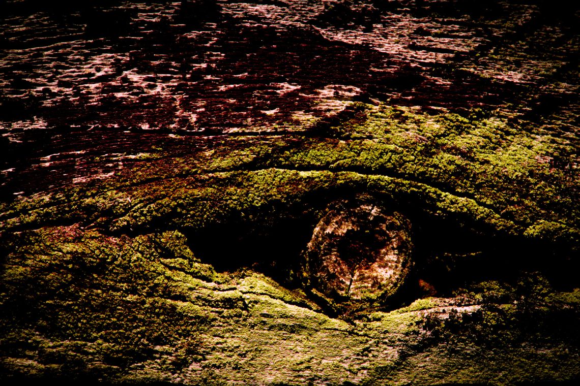 Wood Eye 
