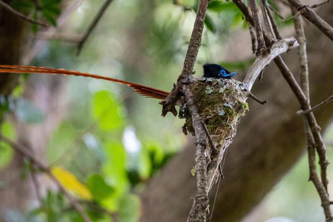 Nikon z6iii bird photography paradise flycatcher male