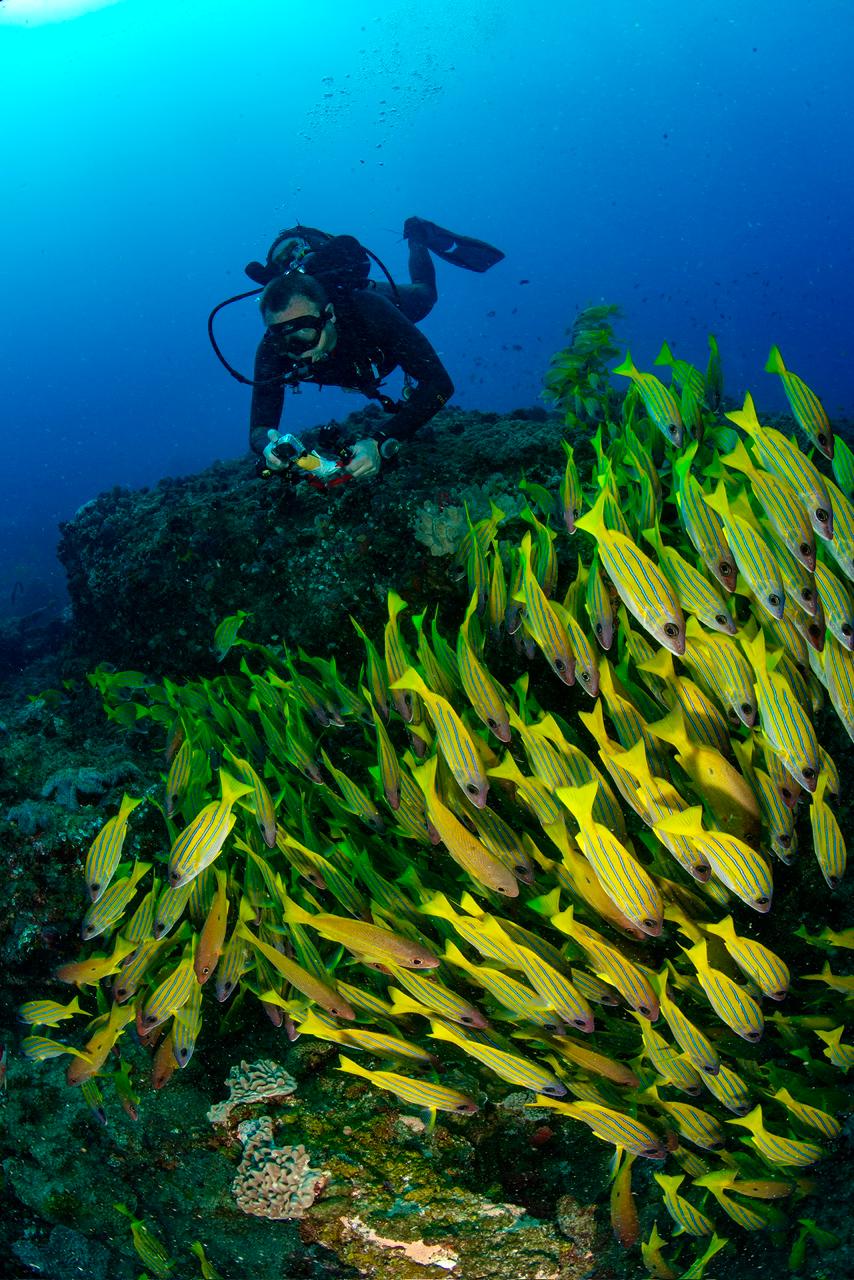 Ecosystems sodwana scuba diving south africa