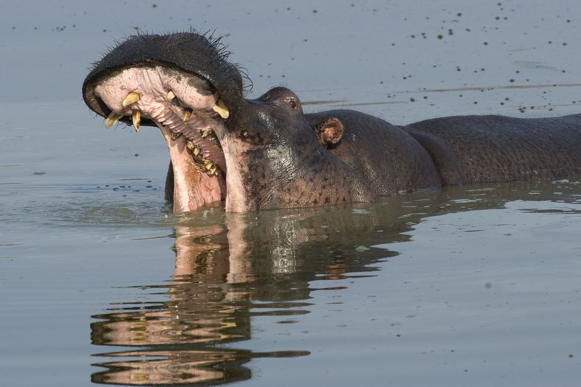 Hippo at iSimangaliso Wetland Park South Africa Safari Tour