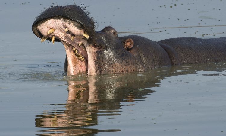 KwaZulu-Natal: Where Safari and Scuba Meet Conservation