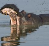 KwaZulu-Natal: Where Safari and Scuba Meet Conservation