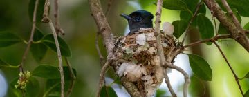 Nikon Z6iii Review Note 2: Subject Bias—Why the Female Flycatcher Was the Better Shot