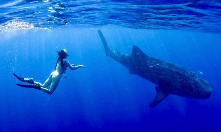 The Legacy of Bethany “Bee” Smith: A Voice for the Ocean’s Most Misunderstood