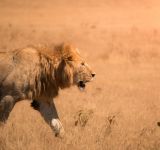 Behavior Before the Shutter: Ethical Wildlife Photography