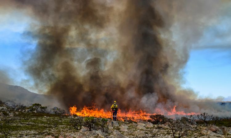 From Ashes to Action: How Community-Based Restoration is Responding to the Western Cape's Fire Crisis