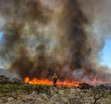 From Ashes to Action: How Community-Based Restoration is Responding to the Western Cape's Fire Crisis