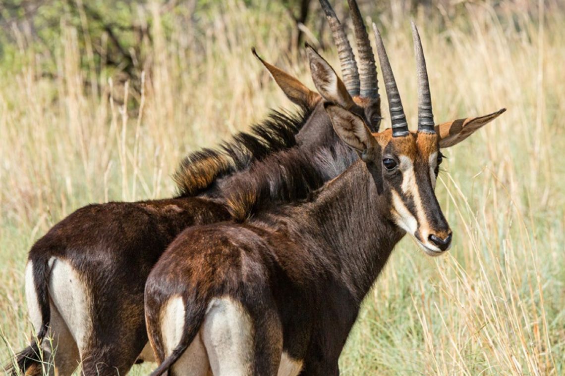 Famous Comeback or Ecological Quandary: Bluebuck Revival Sparks Questions around Species Conservation