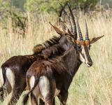 Famous Comeback or Ecological Quandary: Bluebuck Revival Sparks Questions around Species Conservation