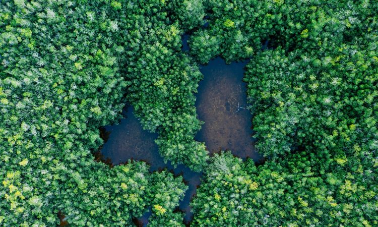 International Biodiversity Day Emphasises Local Action and Improved Research in Africa