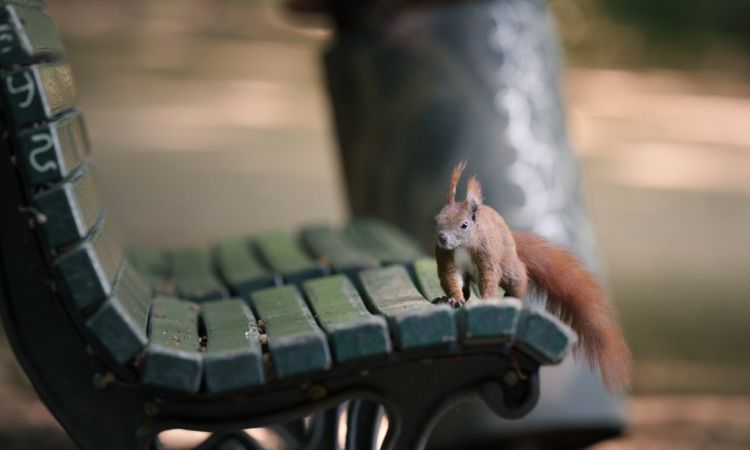The Little Red Tenant: How a Berlin Squirrel Makes a Living Among Us