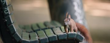 The Little Red Tenant: How a Berlin Squirrel Makes a Living Among Us