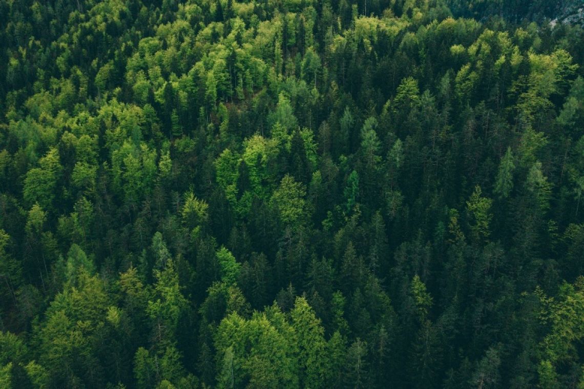 How Sustainable Forestry Cuts Trees While Protecting Habitats