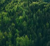 How Sustainable Forestry Cuts Trees While Protecting Habitats