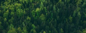 How Sustainable Forestry Cuts Trees While Protecting Habitats