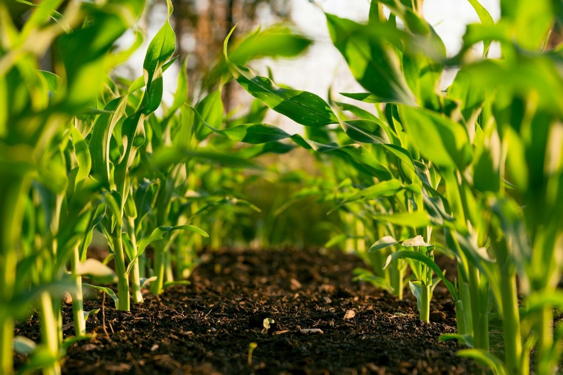 Sustainable Farming Practices That Protect Biodiversity