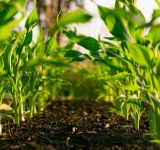 Sustainable Farming Practices That Protect Biodiversity