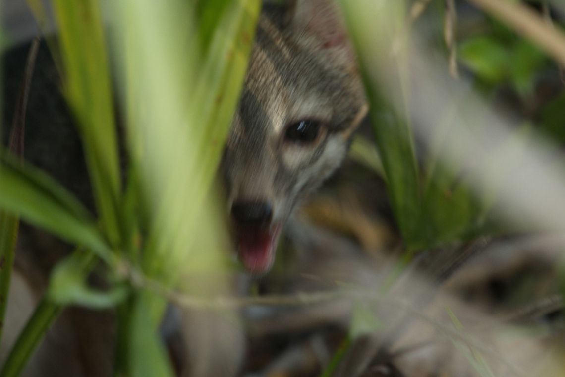 Cozumel’s Forgotten Fox: Rediscovering a Species on the Brink of Extinction