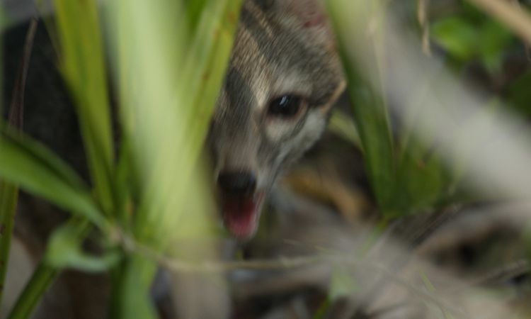 Cozumel’s Forgotten Fox: Rediscovering a Species on the Brink of Extinction