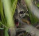 Cozumel’s Forgotten Fox: Rediscovering a Species on the Brink of Extinction