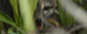 Cozumel’s Forgotten Fox: Rediscovering a Species on the Brink of Extinction