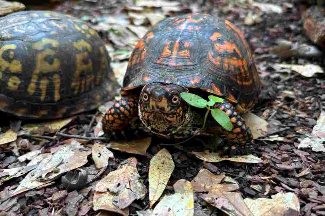 Reversing the Black Market Journey of the North American Box Turtles