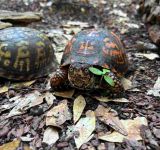 Reversing the Black Market Journey of the North American Box Turtles