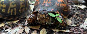 Reversing the Black Market Journey of the North American Box Turtles