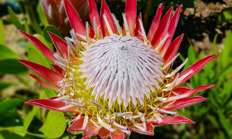 The World's Richest Floral Kingdom Is Missing One Tiny Symbol