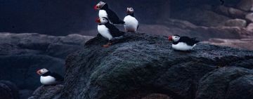 Decoys, Mirrors, Birdsong, and Pairs of Puffins: Bringing the Puffin Home to Maine