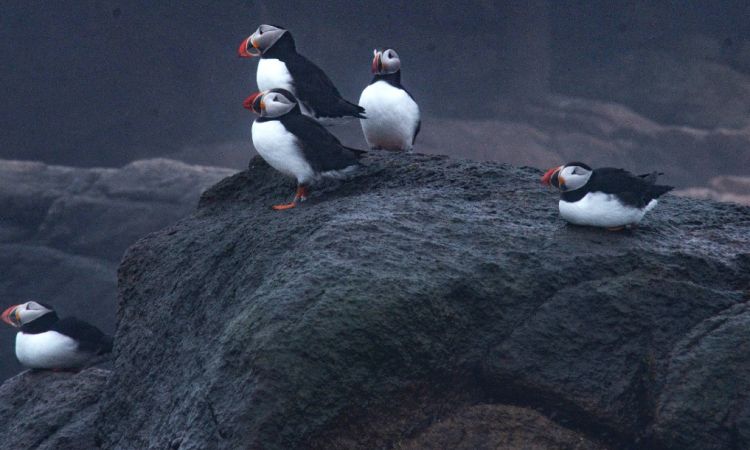 Decoys, Mirrors, Birdsong, and Pairs of Puffins: Bringing the Puffin Home to Maine