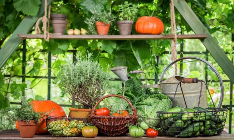 Beyond Labels: Understanding the Impact of Your Food’s Journey
