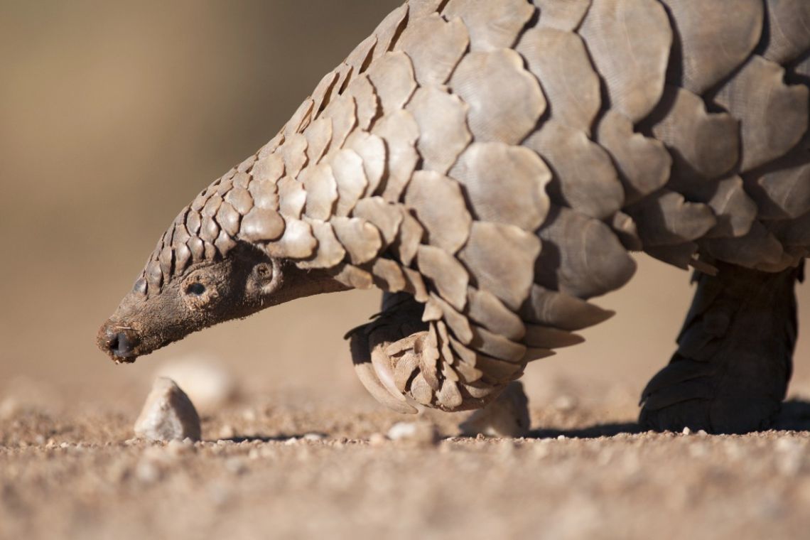A Scaly Problem – What is driving the demand for pangolins?