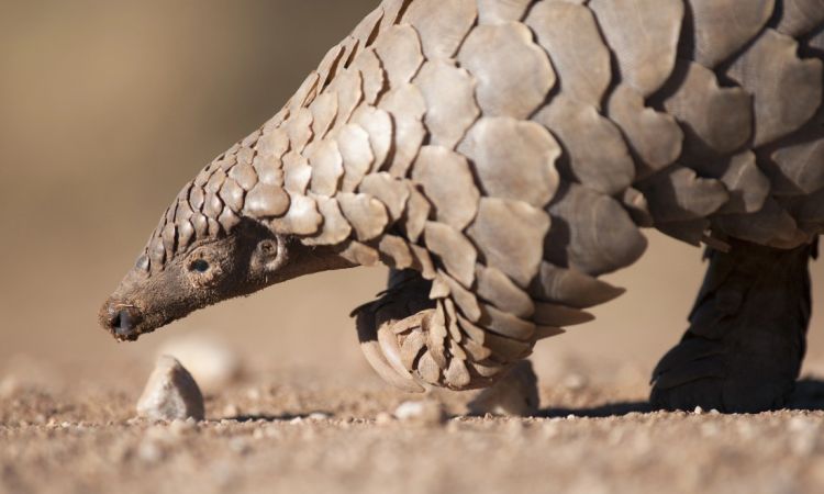 A Scaly Problem – What is driving the demand for pangolins?