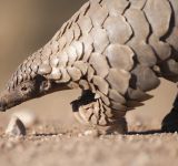 A Scaly Problem – What is driving the demand for pangolins?