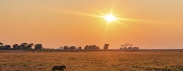 Two Mothers, Eight Cubs: A Lion Story from Zambia’s Busanga Plains
