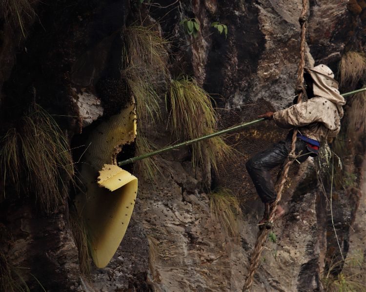 The environment of honey hunting is volatile and risky.