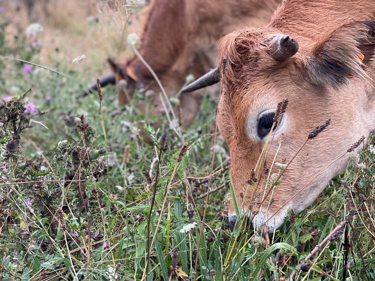 A cow grazing safely