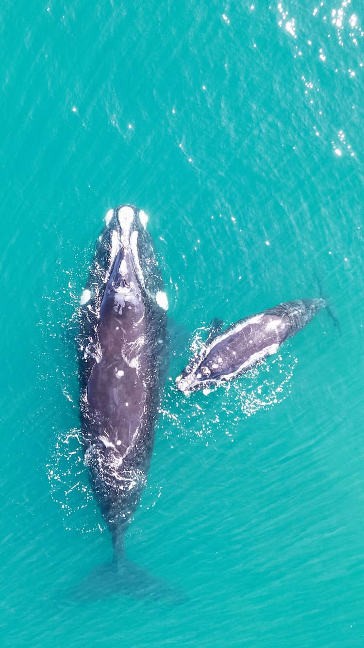 Two distinct sea animals travelling together.