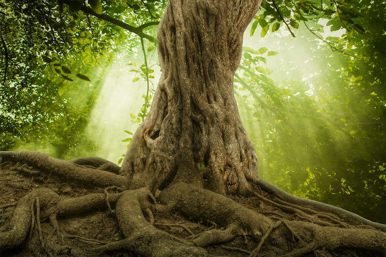 A beautiful tree being nourished by the sun.