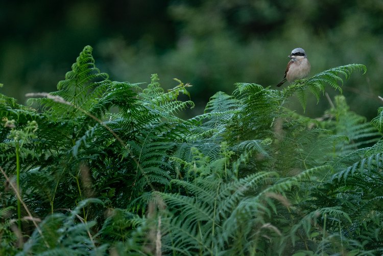 A sign of success: The return of the red-backed shrike to Wild Finca was a pivotal moment, proving that restoring habitat structure brings back birdlife.
