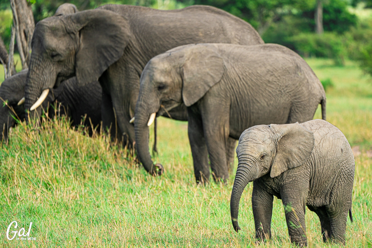 A baby elephant in an isolated photo.