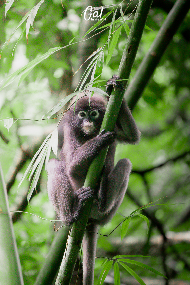 A beautiful portrait photo of a monkey interacting with its daily environment.