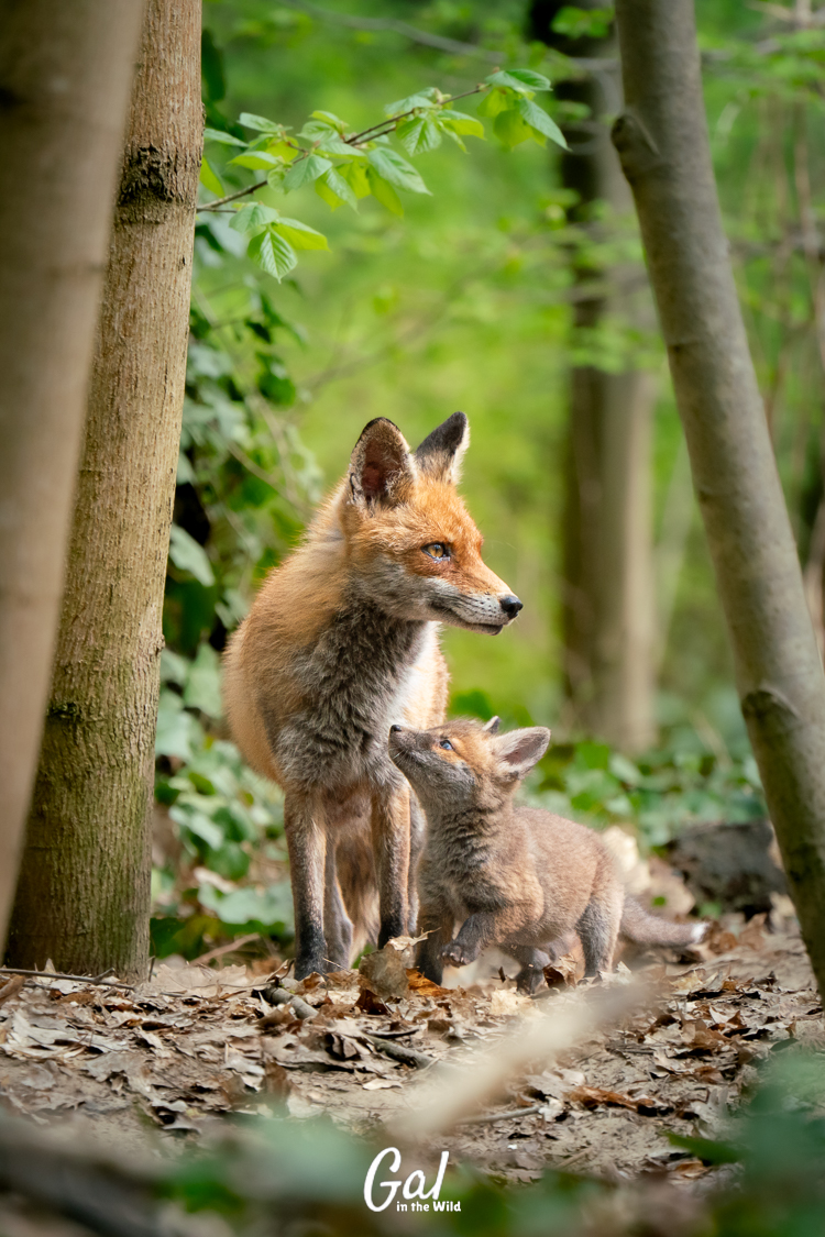 A mama fox and her pup.