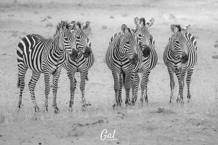 a herd of zebras