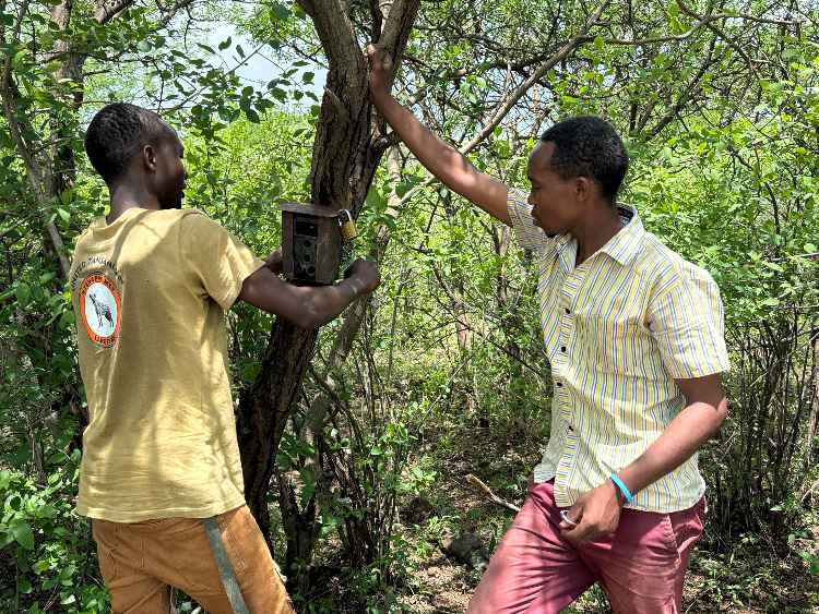 Camera traps used to provide data on the striped Hyena